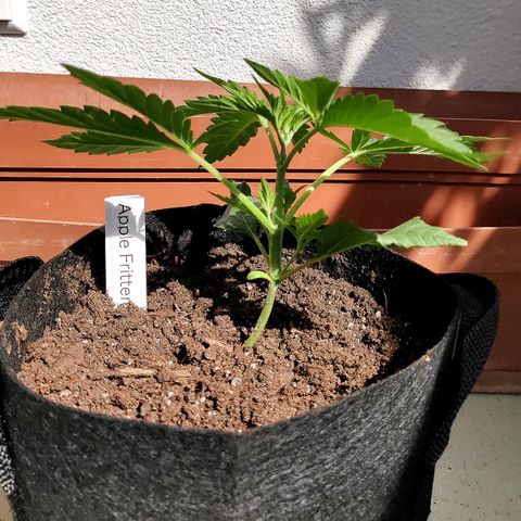 Anna growlog timeline photo