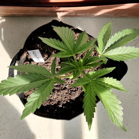 Anna growlog timeline photo