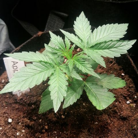 Anna growlog timeline photo