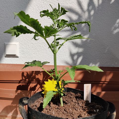 Waltraud growlog timeline photo