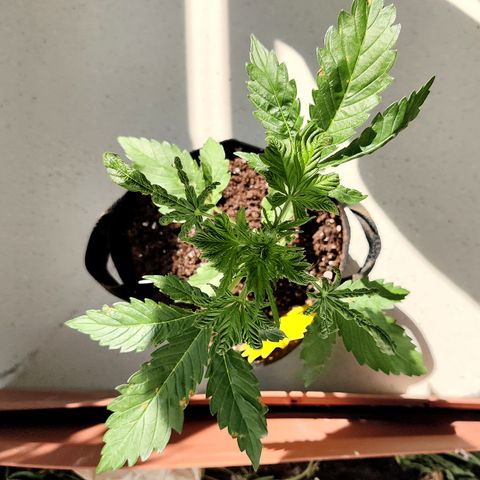 Waltraud growlog timeline photo