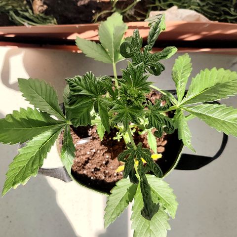 Jule growlog timeline photo