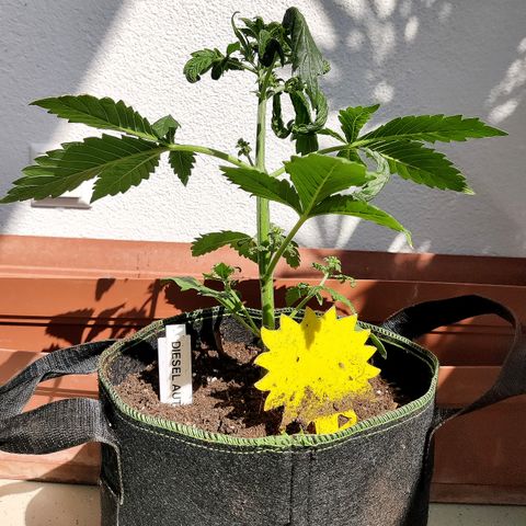 Jule growlog timeline photo
