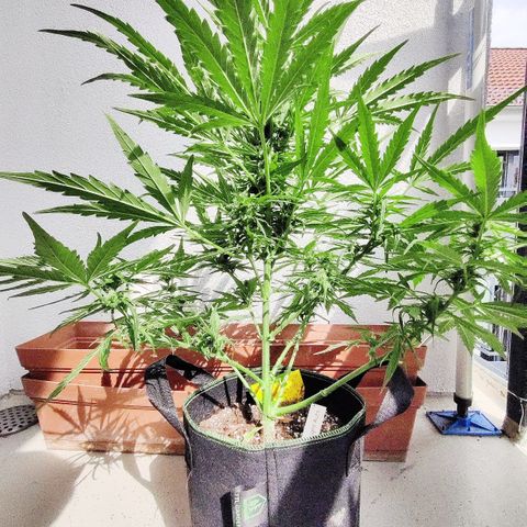 Ida growlog timeline photo