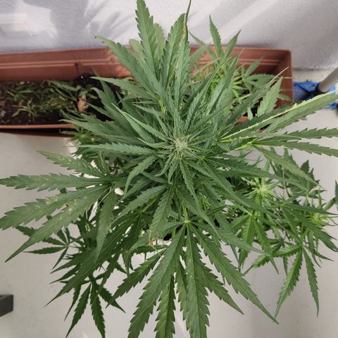 Ida growlog timeline photo