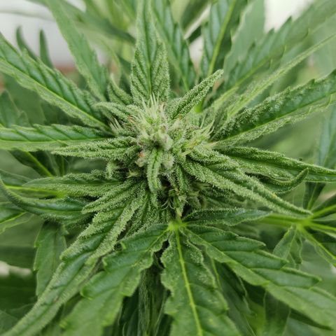 Ida growlog timeline photo