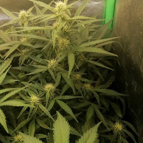 Elli growlog timeline photo
