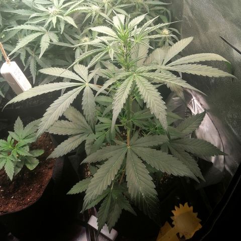 Ute growlog timeline photo