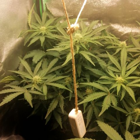 Cinderella growlog timeline photo