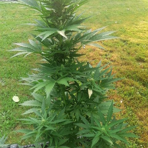 Susanne growlog timeline photo
