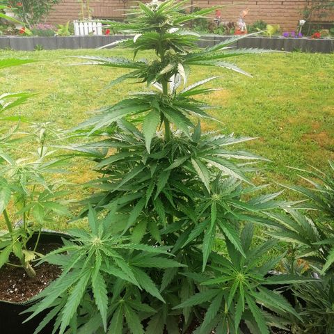 Bärbel growlog timeline photo