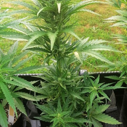 Julia growlog timeline photo
