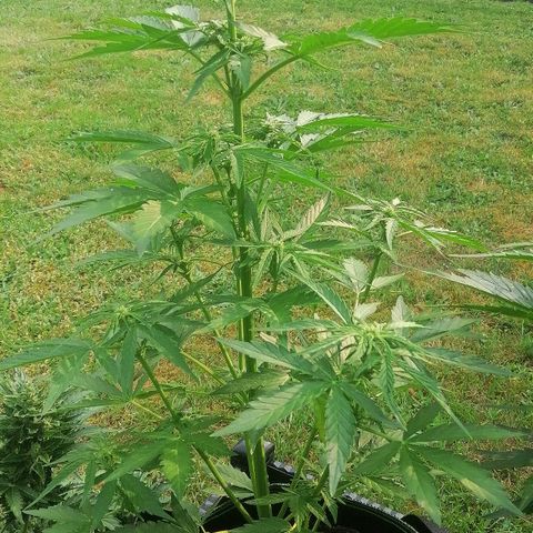 Elli growlog timeline photo