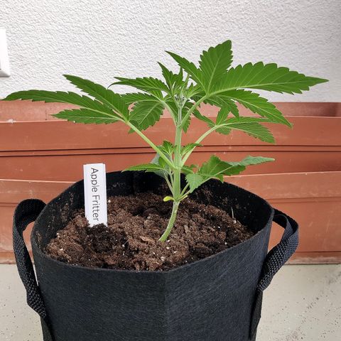 Anna growlog timeline photo