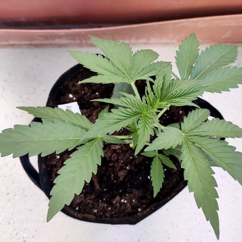 Anna growlog timeline photo