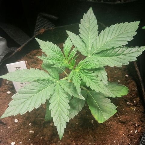 Anna growlog timeline photo