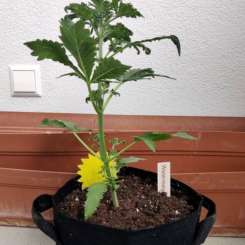 Waltraud growlog timeline photo