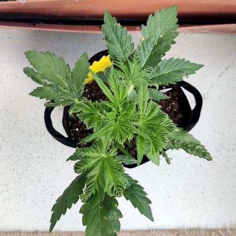 Waltraud growlog timeline photo