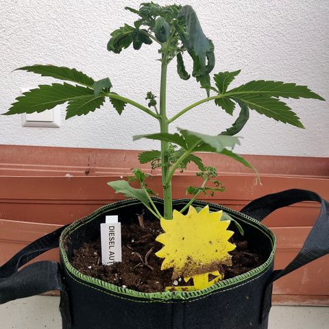 Jule growlog timeline photo