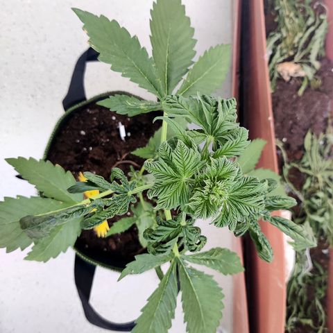 Jule growlog timeline photo