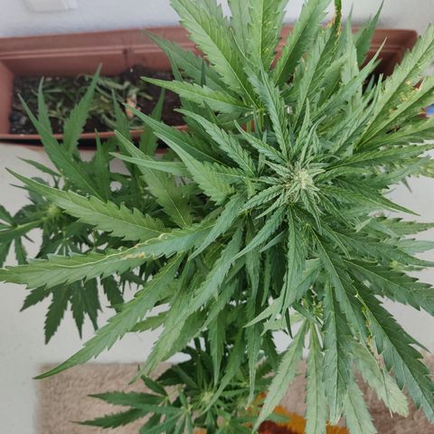 Ida growlog timeline photo