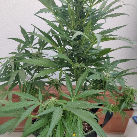Ida growlog timeline photo
