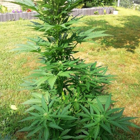 Susanne growlog timeline photo