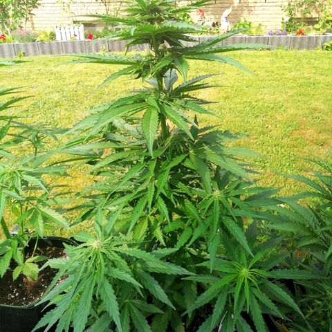 Bärbel growlog timeline photo