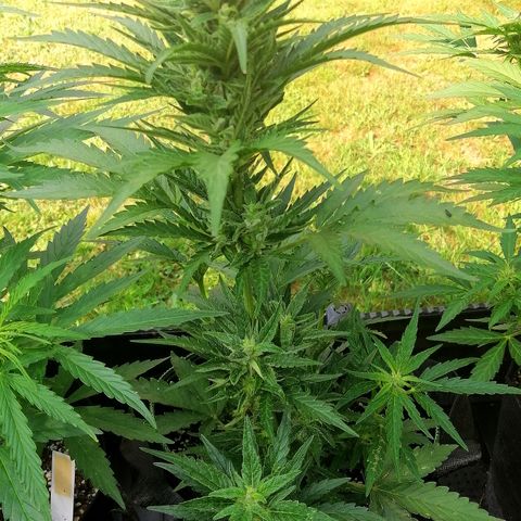 Julia growlog timeline photo