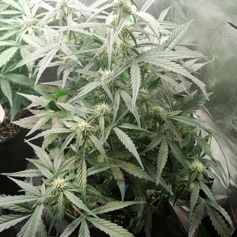 Elli growlog timeline photo