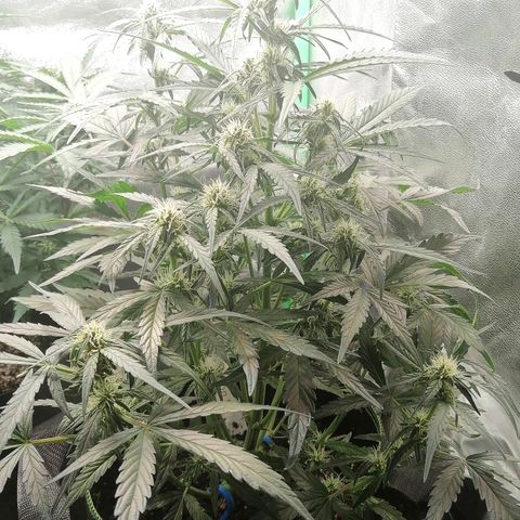 Elli growlog timeline photo