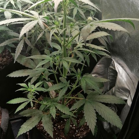 Ute growlog timeline photo