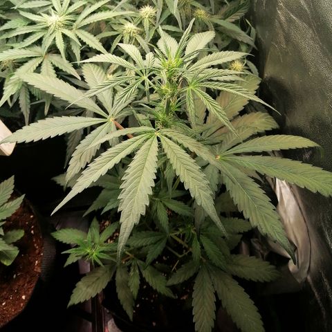 Ute growlog timeline photo
