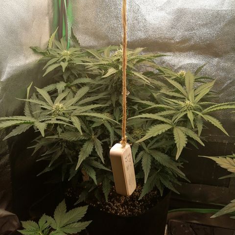 Cinderella growlog timeline photo