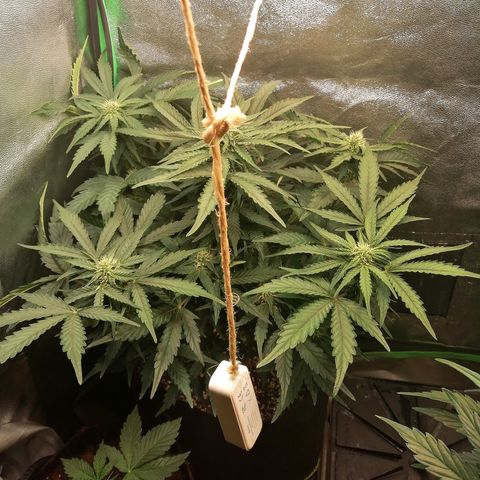 Cinderella growlog timeline photo
