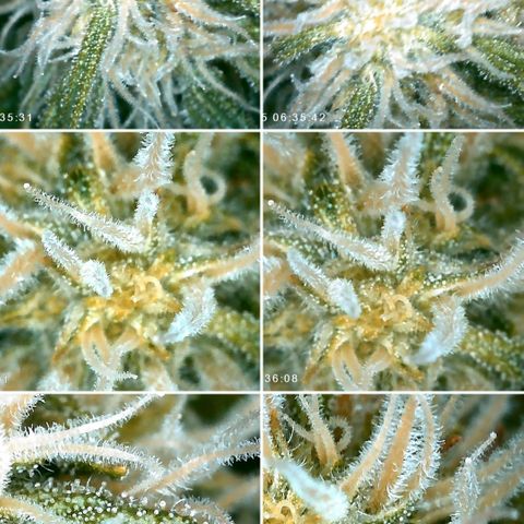 Elli growlog timeline photo