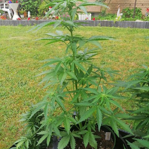 Elli growlog timeline photo