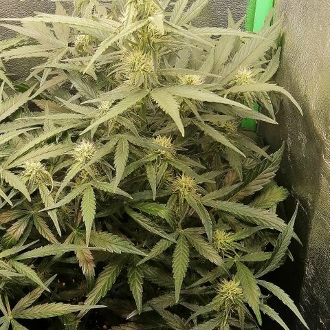 Elli growlog timeline photo