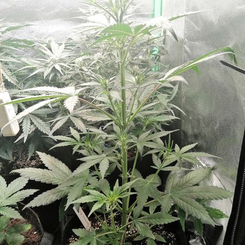 Ute growlog timeline photo