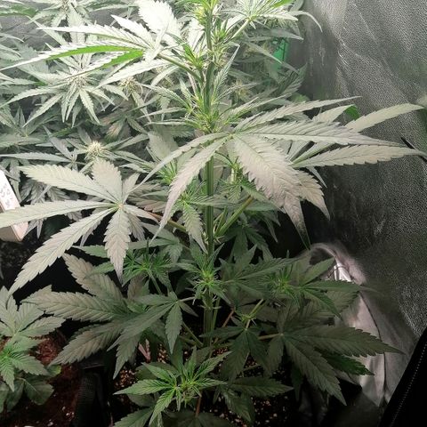 Ute growlog timeline photo