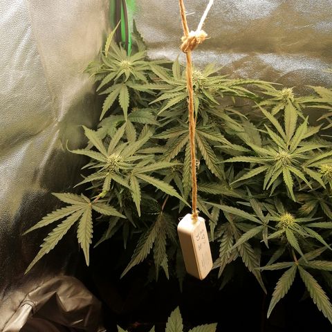 Cinderella growlog timeline photo