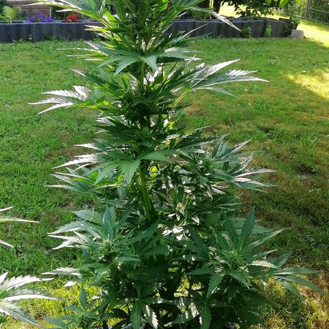 Susanne growlog timeline photo