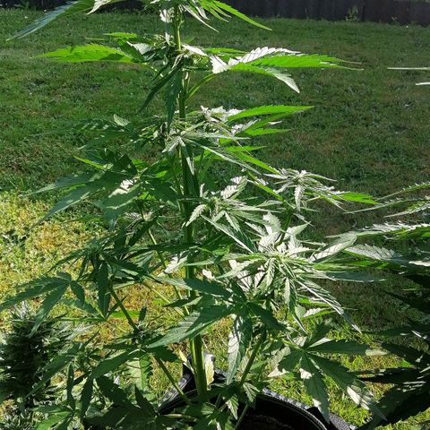 Elli growlog timeline photo