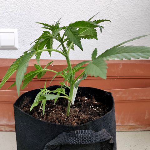Anna growlog timeline photo