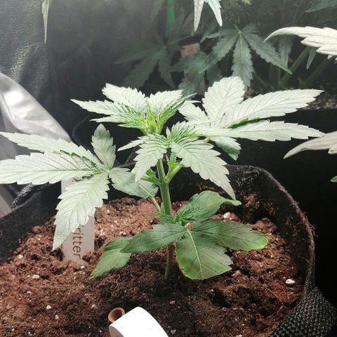 Anna growlog timeline photo