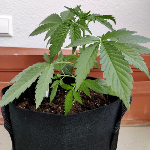 Anna growlog timeline photo
