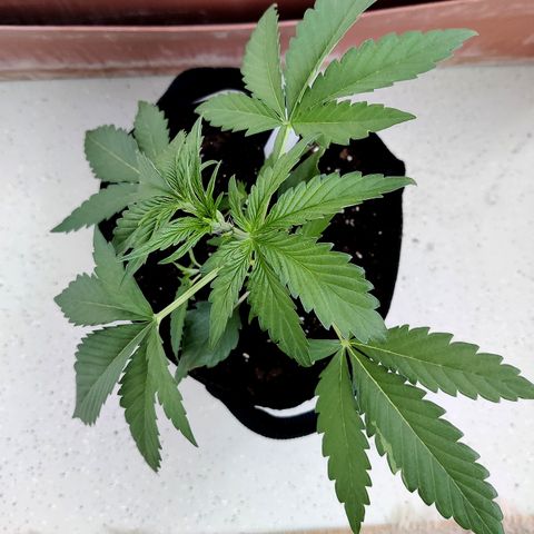Anna growlog timeline photo