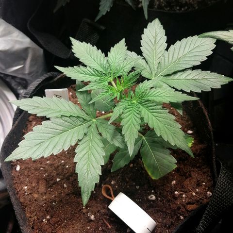 Anna growlog timeline photo