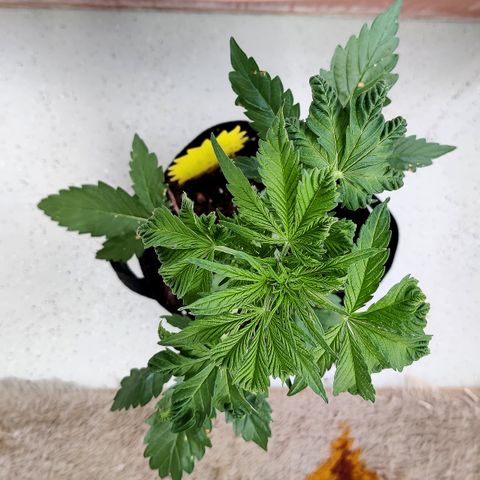Waltraud growlog timeline photo
