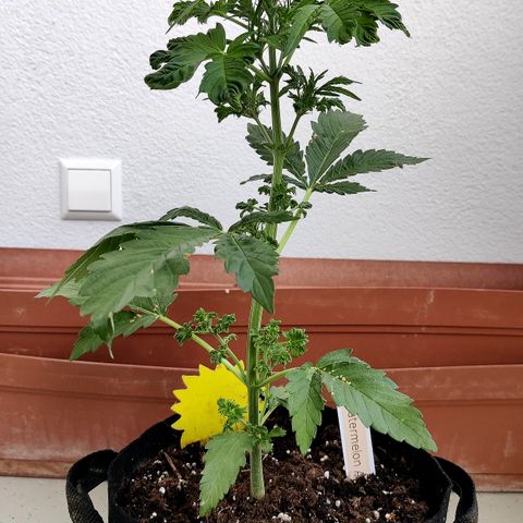Waltraud growlog timeline photo